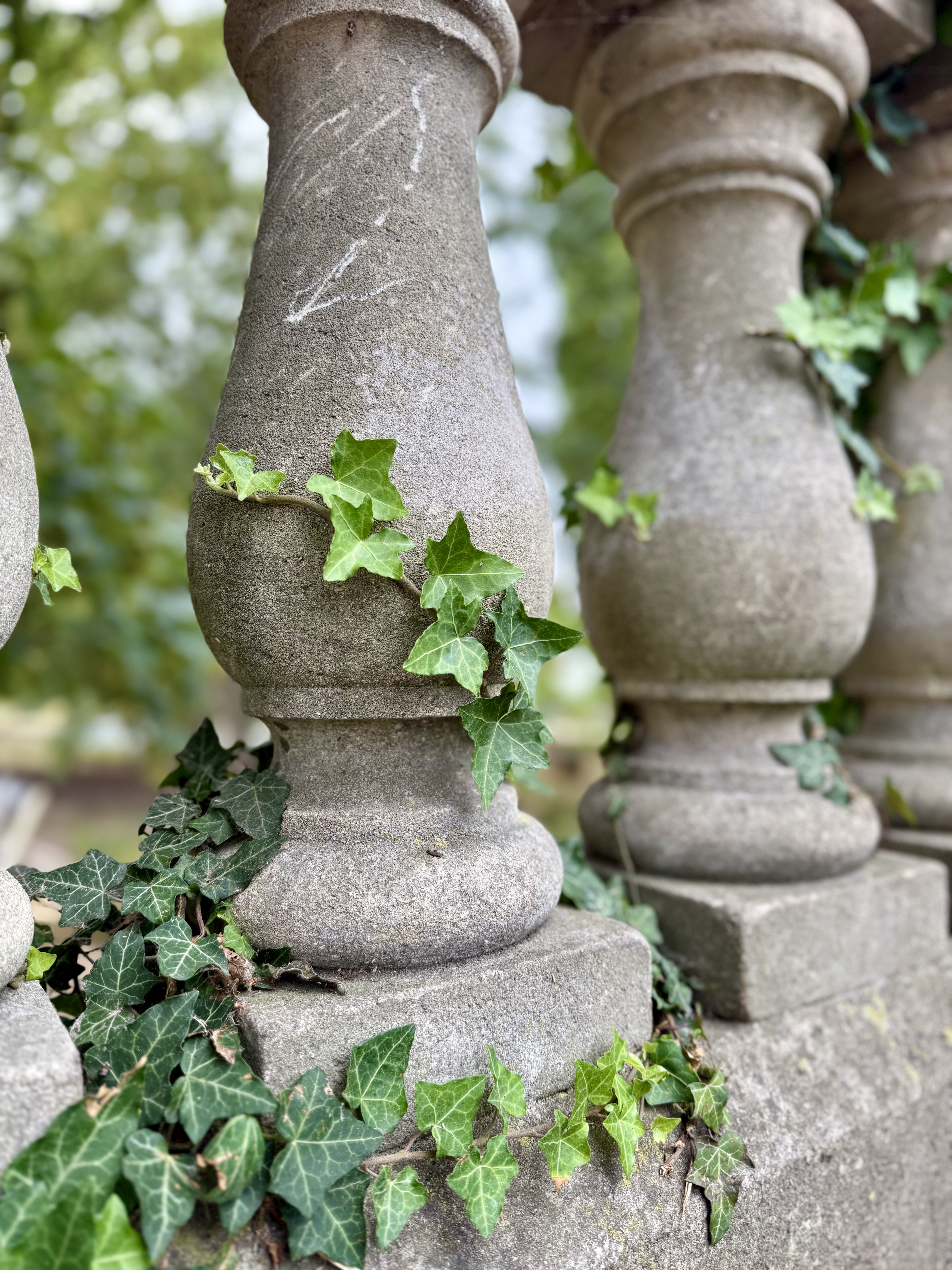 Why “Ivy”?